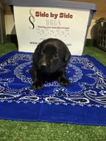 Blue Collar, a male Labrador Retriever for sale in Calhan, CO – Photo 3 of 3