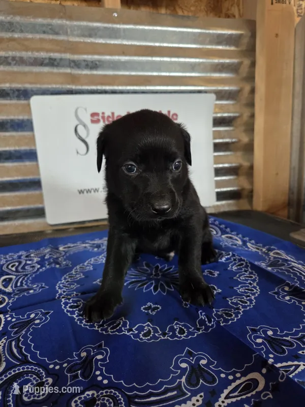 Blue Collar – Labrador Retriever puppy for sale in Calhan, CO