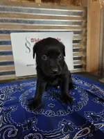 Blue Collar, a male Labrador Retriever for sale in Calhan, CO – Photo 1 of 3