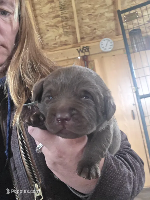Blue Collar – Labrador Retriever puppy for sale in Calhan, CO