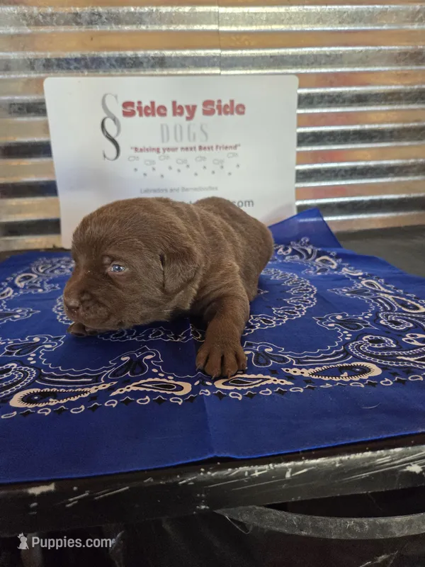 Blue Collar – Labrador Retriever puppy on hold in Calhan, CO