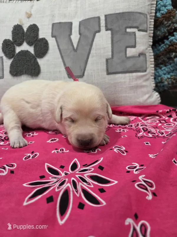 Pink Collar – Labrador Retriever puppy for sale in Calhan, CO