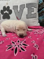 Pink Collar, a female Labrador Retriever for sale in Calhan, CO – Photo 2 of 3