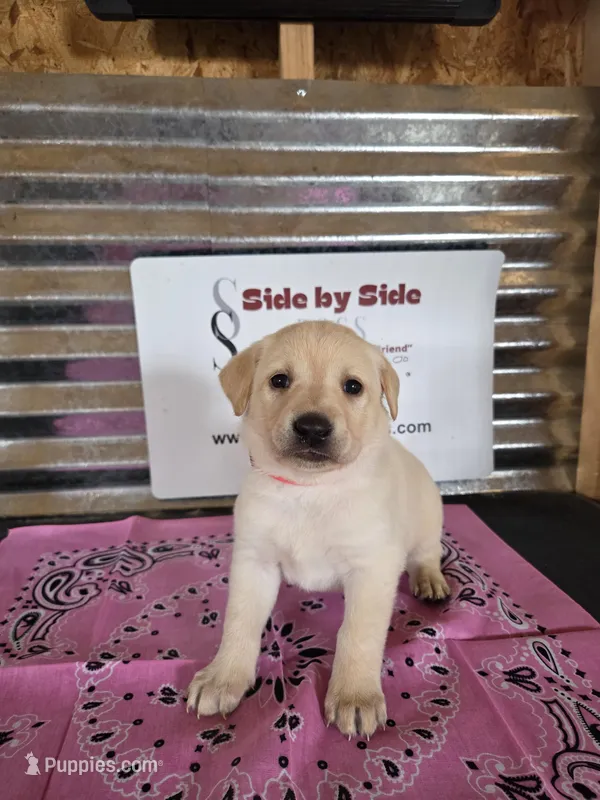 Pink Collar – Labrador Retriever puppy for sale in Calhan, CO