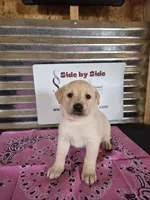Pink Collar, a female Labrador Retriever for sale in Calhan, CO – Photo 1 of 3