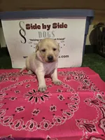 Pink Collar, a female Labrador Retriever for sale in Calhan, CO – Photo 3 of 3