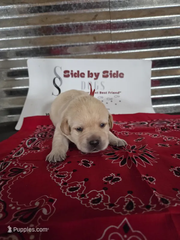 Red Collar – Labrador Retriever puppy for sale in Calhan, CO