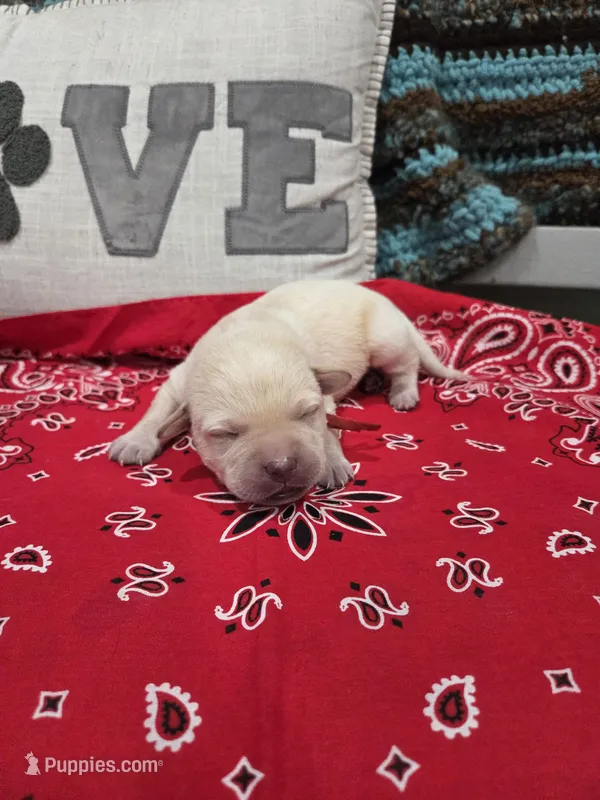 Red Collar – Labrador Retriever puppy for sale in Calhan, CO