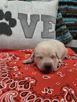 Orange Collar, a male Labrador Retriever for sale in Calhan, CO – Photo 2 of 3