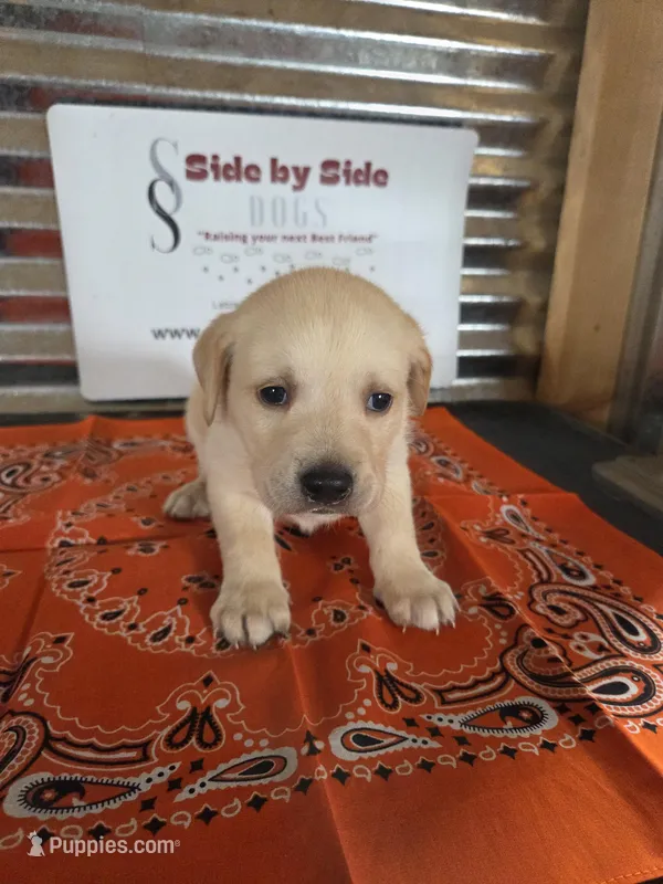 Orange Collar – Labrador Retriever puppy for sale in Calhan, CO