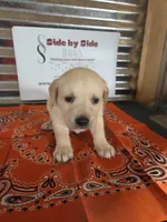 Orange Collar, a male Labrador Retriever for sale in Calhan, CO – Photo 1 of 3
