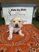 Orange Collar, a male Labrador Retriever for sale in Calhan, CO – Photo 3 of 3