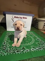Green Collar, a male Labrador Retriever for sale in Calhan, CO – Photo 3 of 3