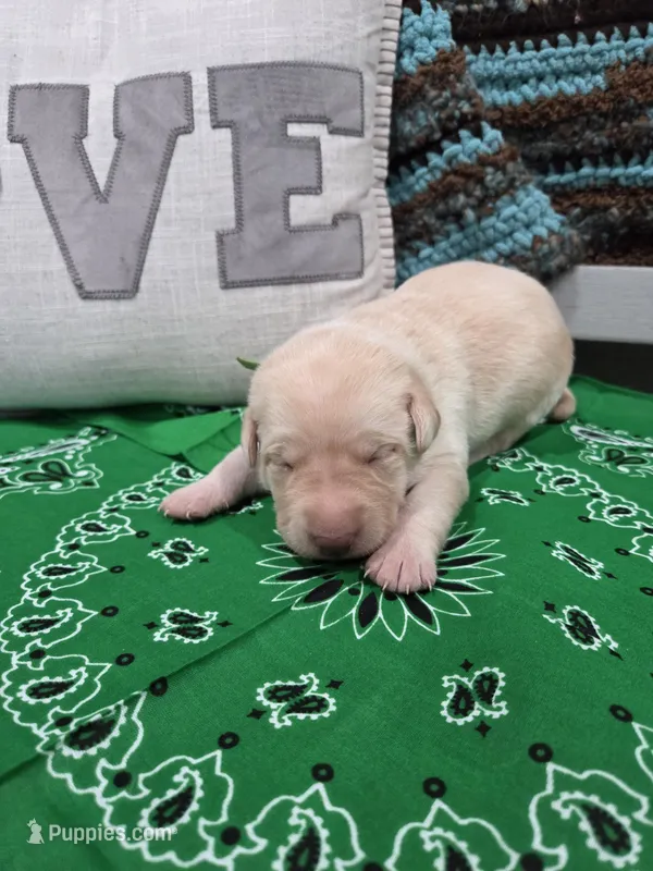 Green Collar – Labrador Retriever puppy for sale in Calhan, CO