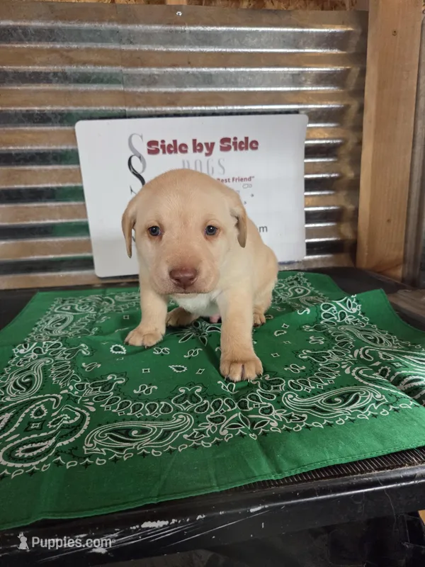 Green Collar – Labrador Retriever puppy for sale in Calhan, CO