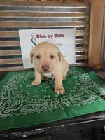 Green Collar, a male Labrador Retriever for sale in Calhan, CO – Photo 1 of 3