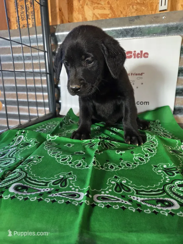 Green Collar – Labrador Retriever puppy for sale in Calhan, CO