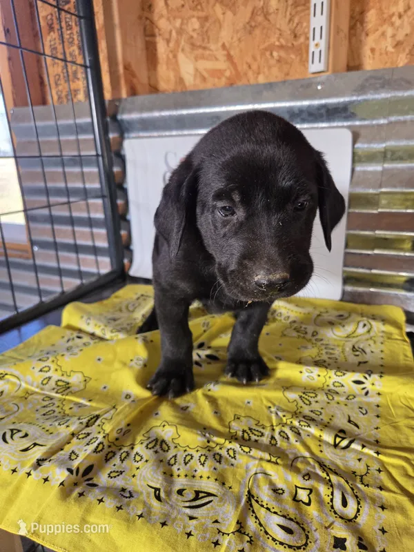 Yellow Collar – Labrador Retriever puppy for sale in Calhan, CO