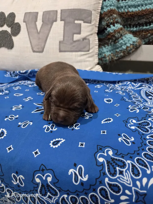 Blue Collar – Labrador Retriever puppy for sale in Calhan, CO