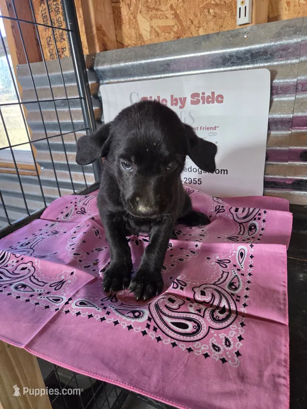 Pink collar – Labrador Retriever puppy for sale in Calhan, CO