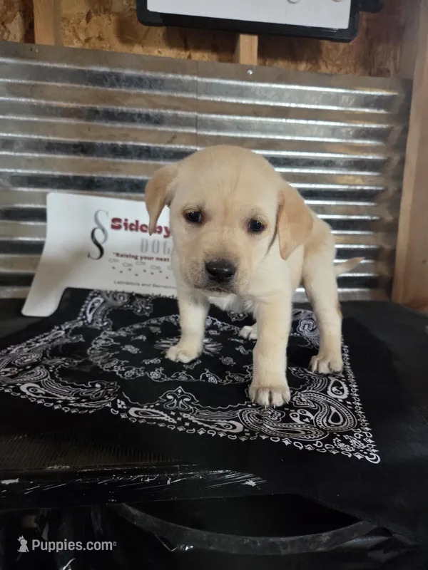 Black Collar – Labrador Retriever puppy for sale in Calhan, CO