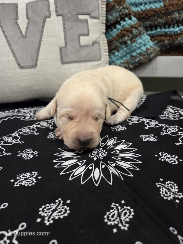 Black Collar – Labrador Retriever puppy for sale in Calhan, CO