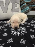 Black Collar, a male Labrador Retriever for sale in Calhan, CO – Photo 2 of 3