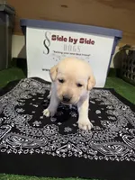 Black Collar, a male Labrador Retriever for sale in Calhan, CO – Photo 3 of 3