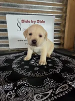 Black Collar, a male Labrador Retriever for sale in Calhan, CO – Photo 1 of 3