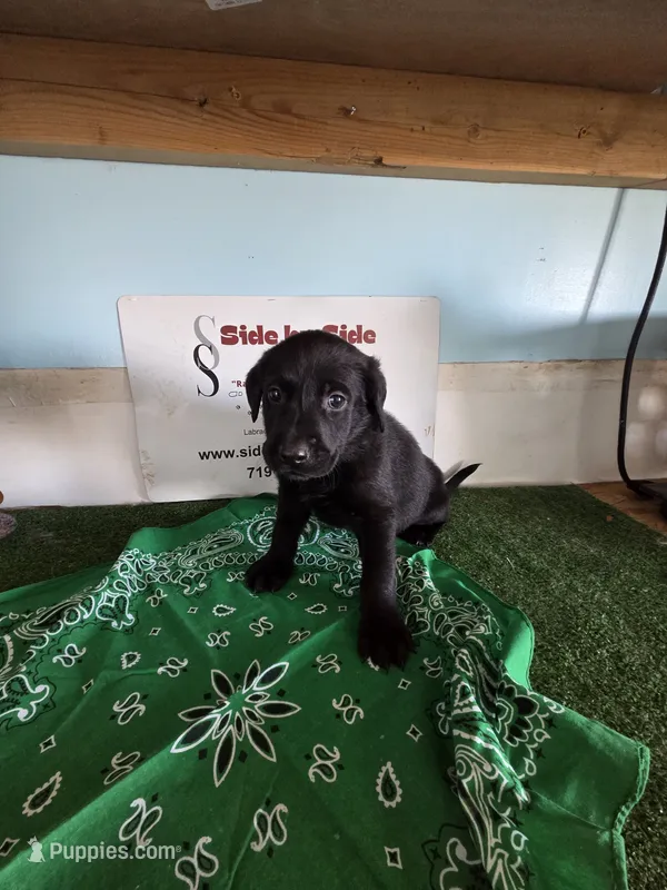 Green Collar – Labrador Retriever puppy for sale in Calhan, CO