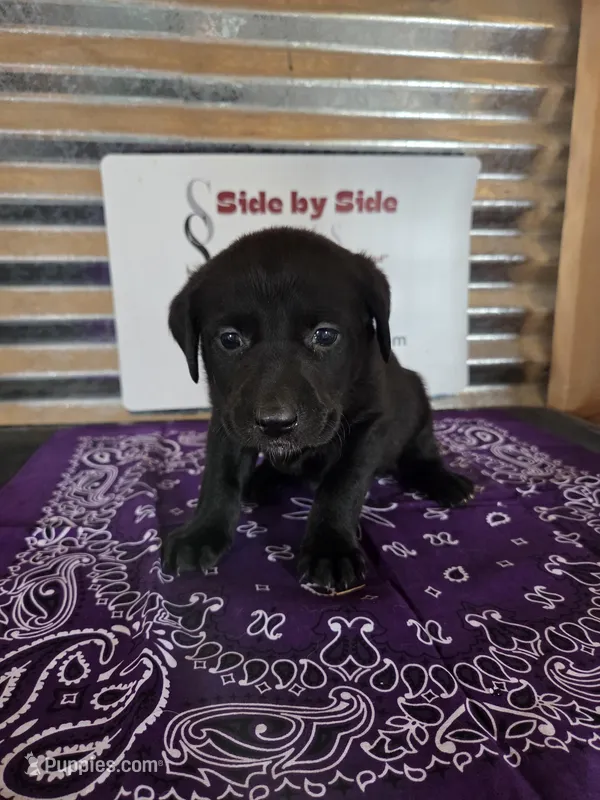 Purple Collar – Labrador Retriever puppy for sale in Calhan, CO