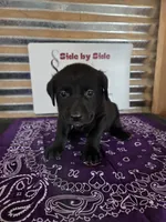 Purple Collar, a female Labrador Retriever for sale in Calhan, CO – Photo 1 of 3