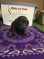 Purple Collar, a female Labrador Retriever for sale in Calhan, CO – Photo 3 of 3