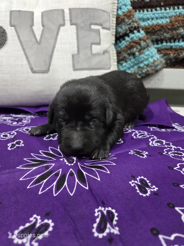 Purple Collar – Labrador Retriever puppy for sale in Calhan, CO