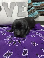 Purple Collar, a female Labrador Retriever for sale in Calhan, CO – Photo 2 of 3