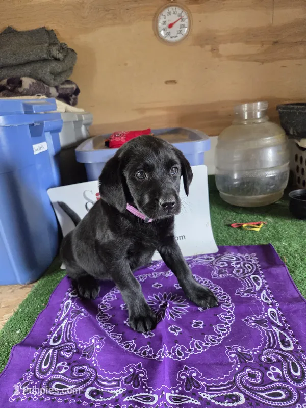 Purple Collar – Labrador Retriever puppy on hold in Calhan, CO