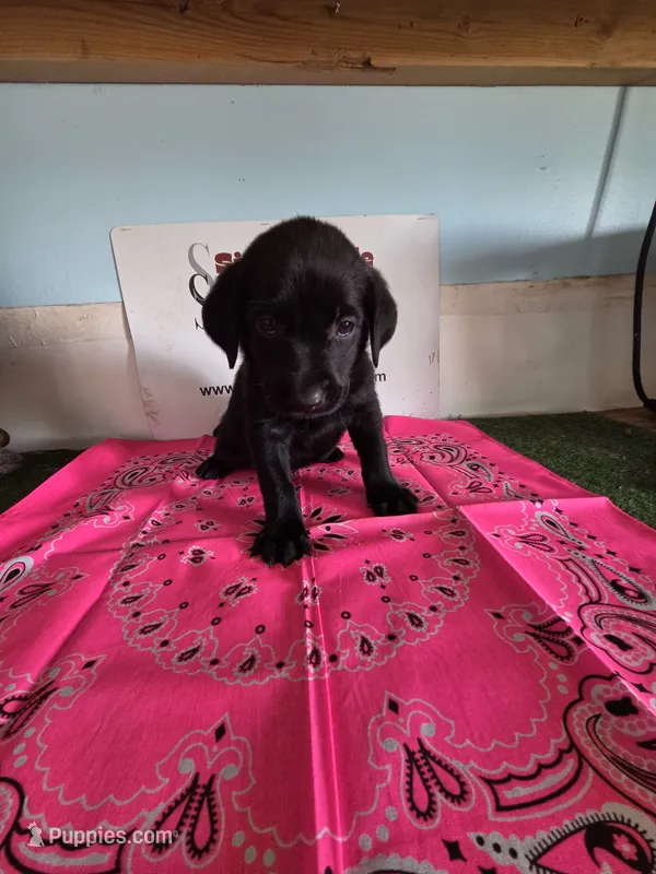 Pink collar – Labrador Retriever puppy for sale in Calhan, CO