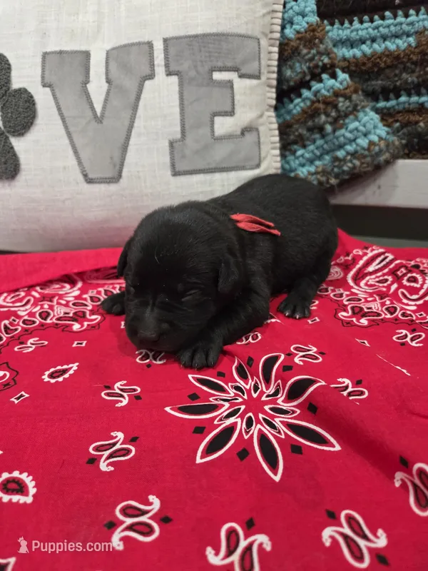 Red Collar – Labrador Retriever puppy for sale in Calhan, CO