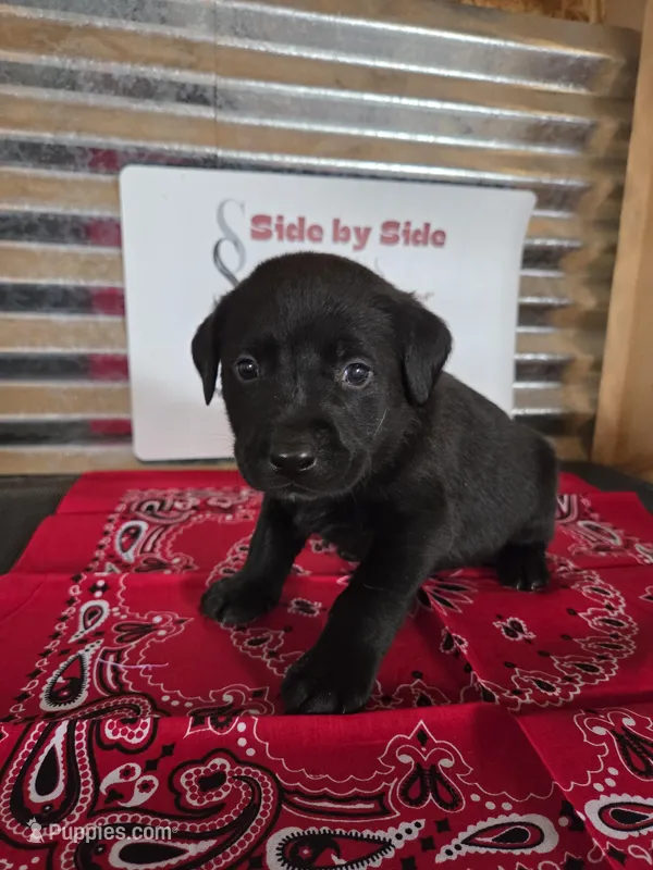 Red Collar – Labrador Retriever puppy for sale in Calhan, CO