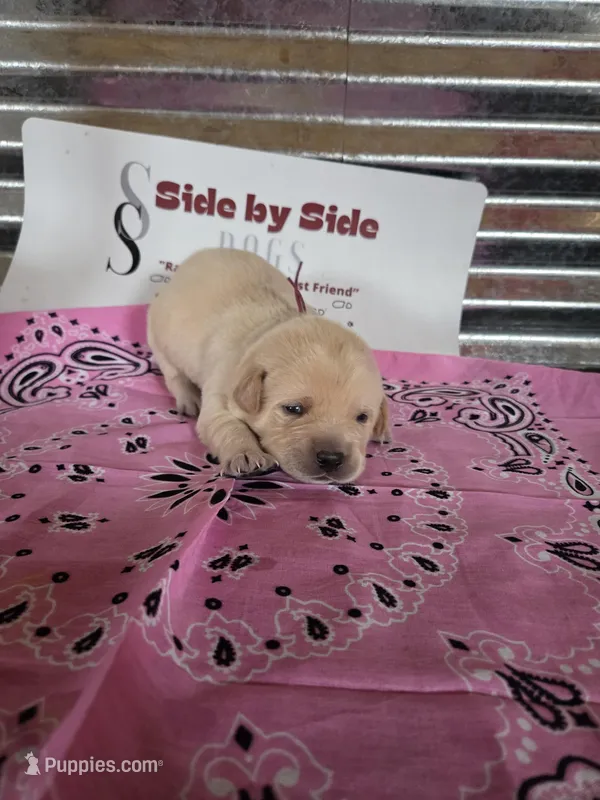 Pink Collar – Labrador Retriever puppy for sale in Calhan, CO