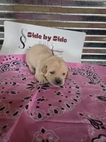 Pink Collar, a female Labrador Retriever for sale in Calhan, CO – 3 of 4