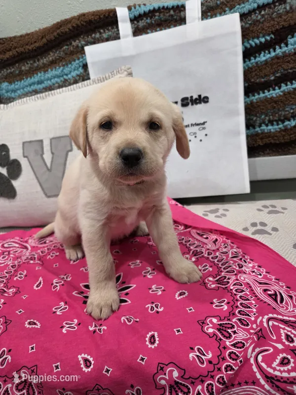 Pink Collar – Labrador Retriever puppy for sale in Calhan, CO