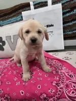 Pink Collar, a female Labrador Retriever for sale in Calhan, CO – 1 of 4
