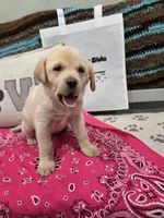 Pink Collar, a female Labrador Retriever for sale in Calhan, CO – 2 of 4