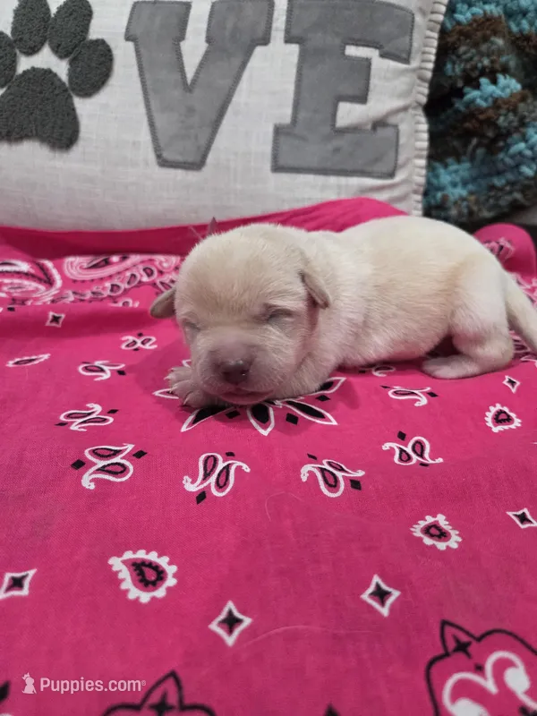 Pink Collar – Labrador Retriever puppy for sale in Calhan, CO