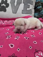 Pink Collar, a female Labrador Retriever for sale in Calhan, CO – 4 of 4