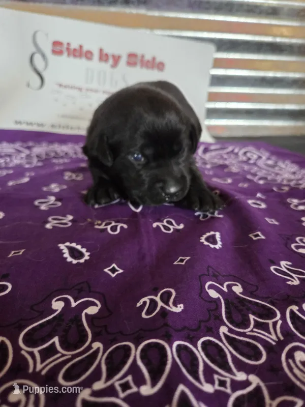 Purple Collar – Labrador Retriever puppy for sale in Calhan, CO