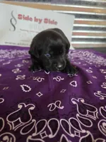 Purple Collar, a female Labrador Retriever for sale in Calhan, CO – 2 of 3