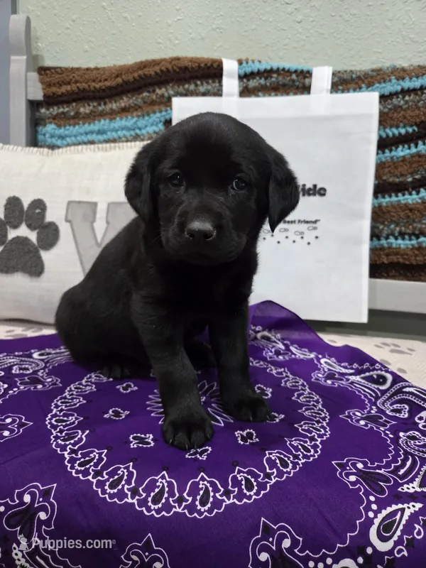 Purple Collar – Labrador Retriever puppy for sale in Calhan, CO
