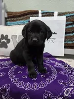 Purple Collar, a female Labrador Retriever for sale in Calhan, CO – 1 of 3